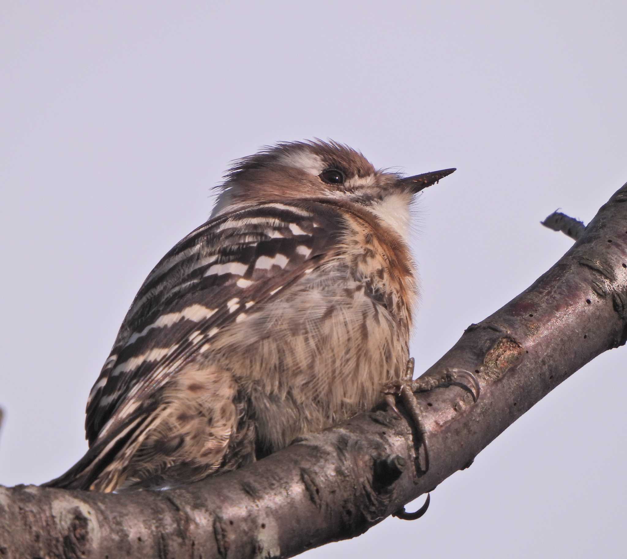 Japanese Pygmy Woodpecker