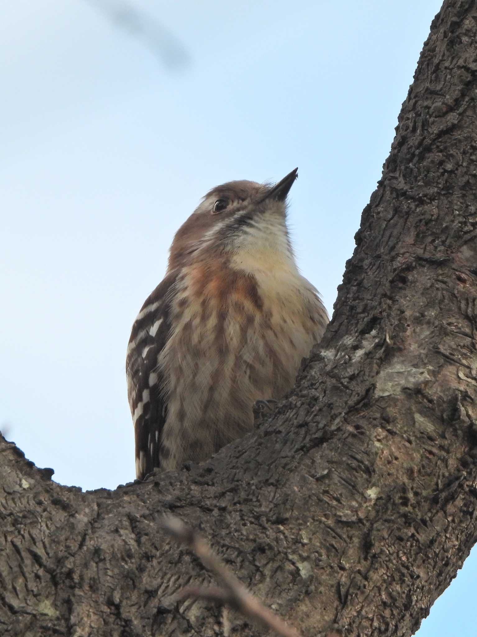 Japanese Pygmy Woodpecker