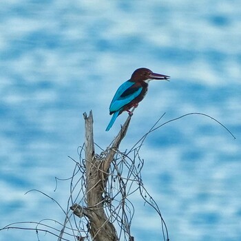 White-throated Kingfisher Bang Phra Non-Hunting area Sat, 11/27/2021