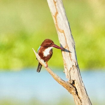 White-throated Kingfisher Bang Phra Non-Hunting area Sat, 11/27/2021