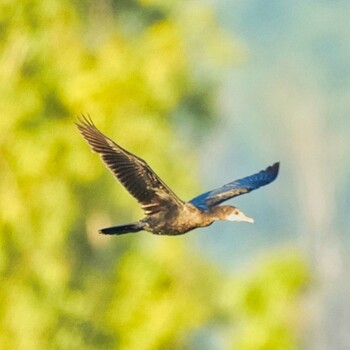 Little Cormorant Bang Phra Non-Hunting area Sat, 11/27/2021
