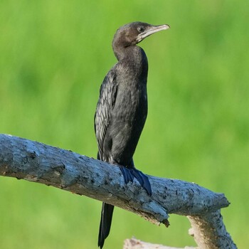 Little Cormorant Bang Phra Non-Hunting area Sat, 11/27/2021