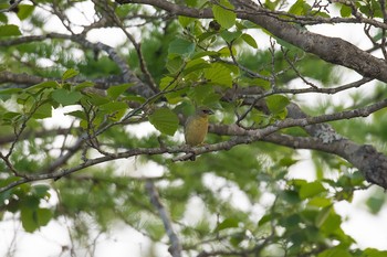 ノジコ 山梨県 2017年5月21日(日)