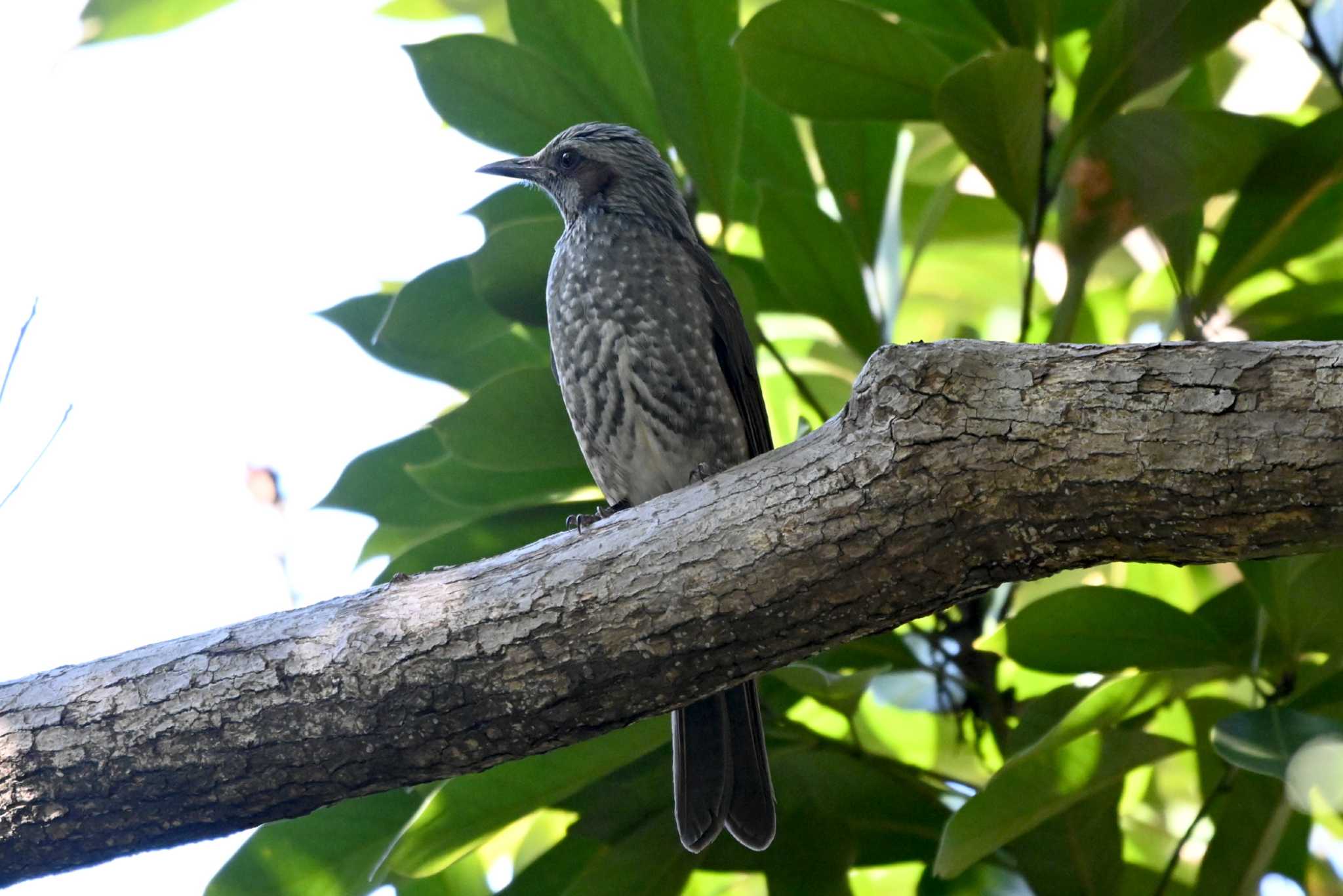 上野台公園（東海市） ヒヨドリの写真 by ポッちゃんのパパ