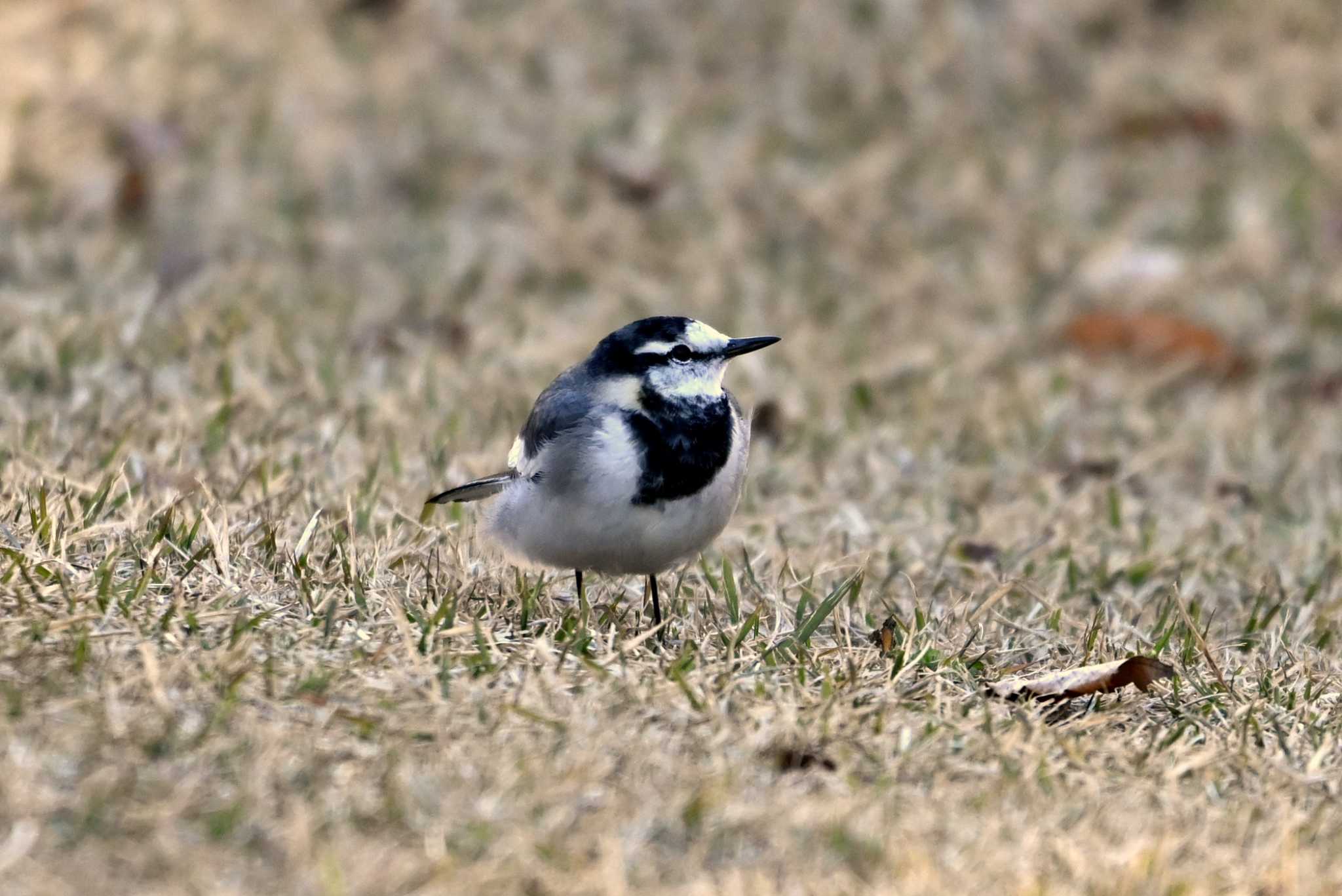 Photo of White Wagtail at 上野台公園（東海市） by ポッちゃんのパパ