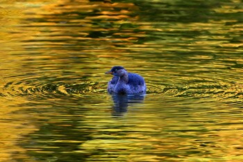 2021年11月28日(日) 上野台公園（東海市）の野鳥観察記録