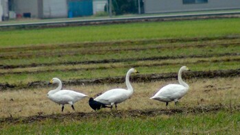 コハクチョウ 能美市福島町 2021年7月3日(土)