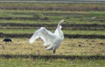 2021年7月3日(土) 能美市福島町の野鳥観察記録