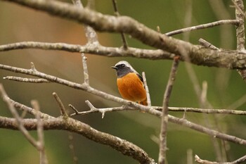 2021年12月1日(水) 松江市の野鳥観察記録