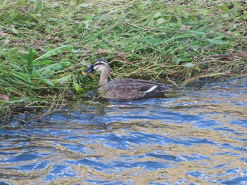 2021年12月1日(水) 野川の野鳥観察記録