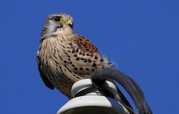 チョウゲンボウ 恩智川治水緑地 2021年12月1日(水)