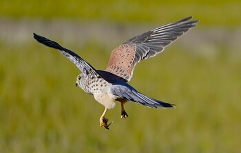 2021年12月1日(水) 恩智川治水緑地の野鳥観察記録