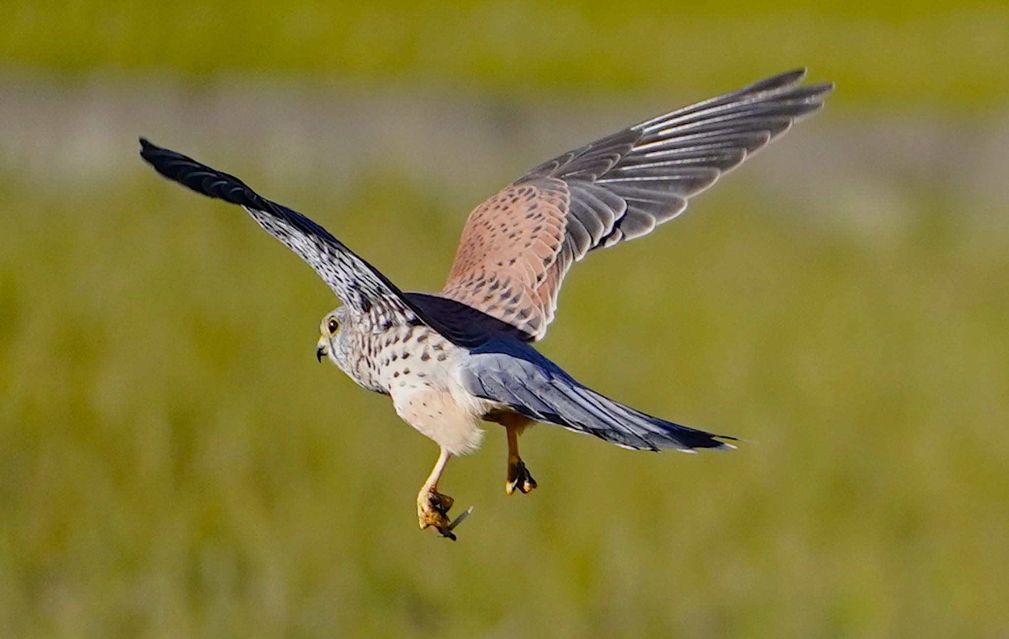 Common Kestrel