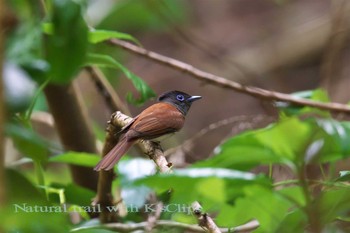 サンコウチョウ 東京都八王子市 2017年5月21日(日)