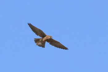 Common Kestrel 岡山県笠岡市 Sun, 11/28/2021