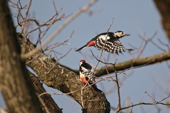 2021年11月28日(日) 手取グランドの野鳥観察記録