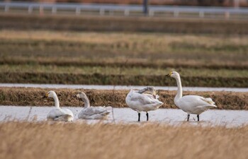 コハクチョウ 加賀市柴山潟干拓地 2018年3月17日(土)