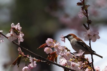 Russet Sparrow Unknown Spots Fri, 5/19/2017