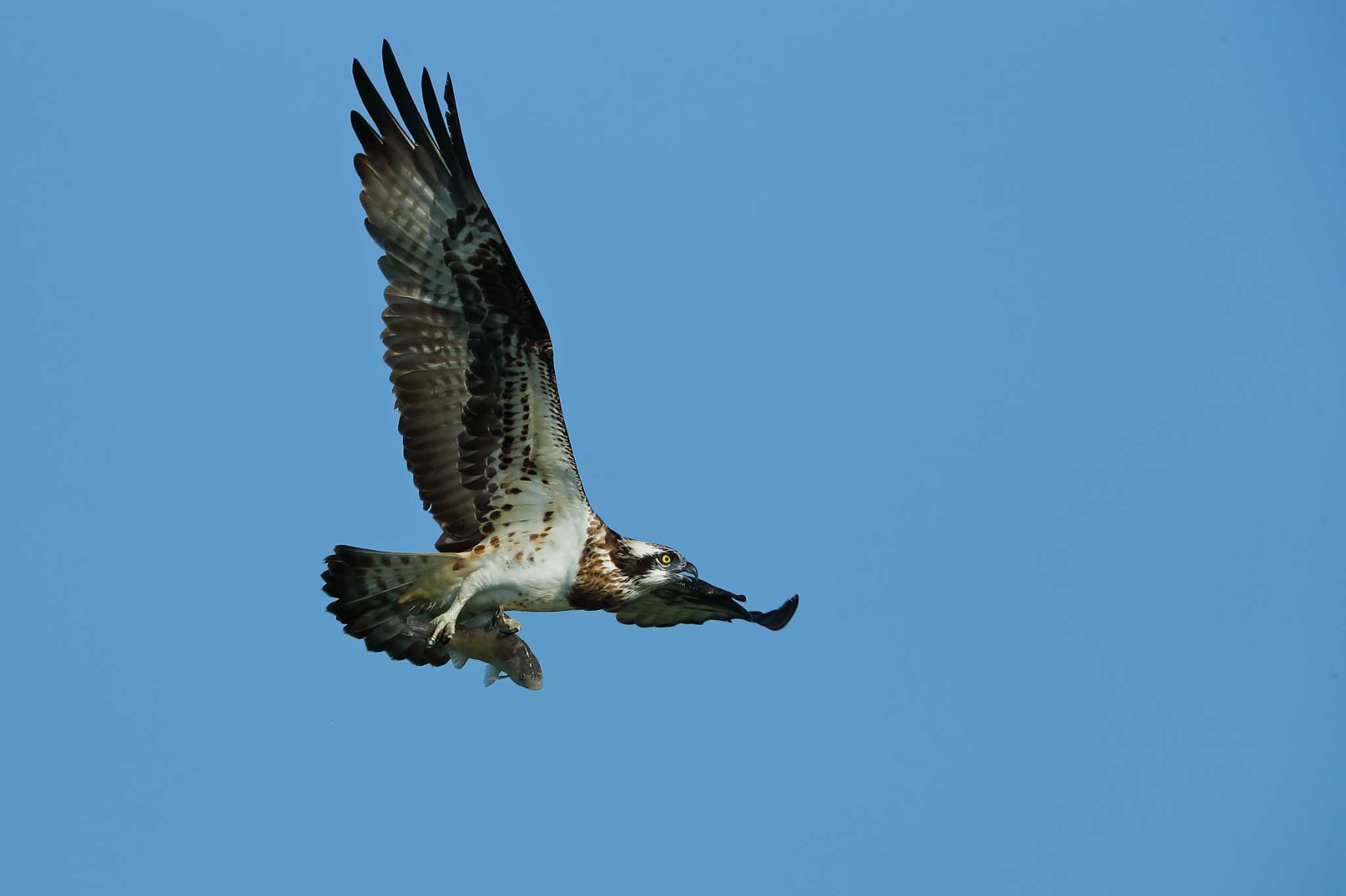 Photo of Osprey at 愛知県 by ma-★kun