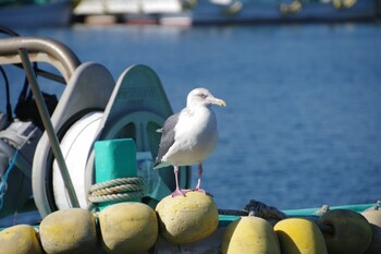 Vega Gull 石巻 Tue, 11/30/2021