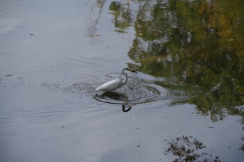 ダイサギ 奈良公園 2021年11月5日(金)