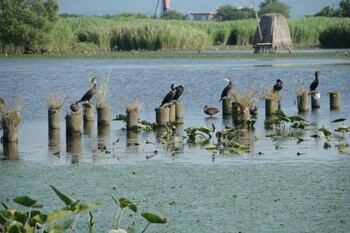 ウミウ 福島潟 2021年7月22日(木)