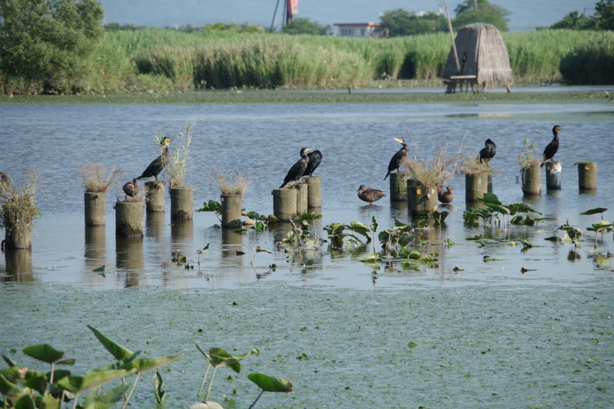 Photo of Japanese Cormorant at Fukushimagata by モズもず