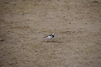 White Wagtail 姫路城 Thu, 11/4/2021