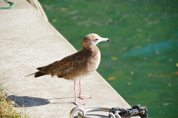 Black-tailed Gull 石巻 Thu, 10/28/2021