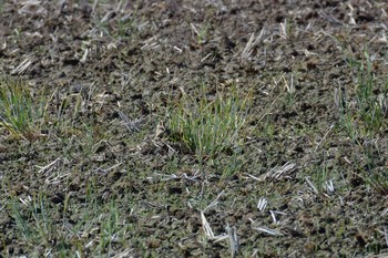 タマシギ 大久保農耕地 2017年5月22日(月)