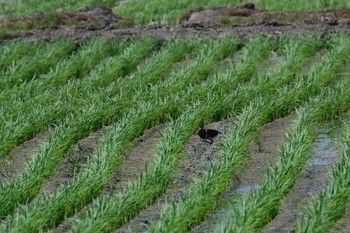 タマシギ 大久保農耕地 2017年5月22日(月)