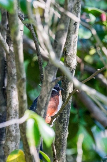 Chestnut-winged Cuckoo 福岡県福岡市 Sun, 4/30/2017