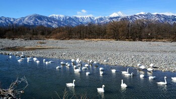 Tundra Swan 御宝田遊水池 Sat, 1/30/2021