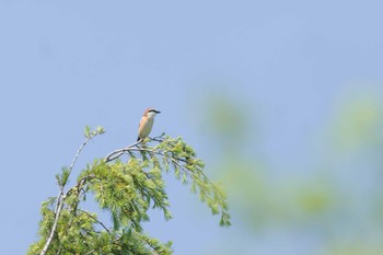 Brown Shrike 山梨県 Sun, 5/21/2017