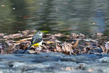 キセキレイ 桶川城山公園 2021年11月28日(日)