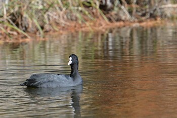 オオバン 桶川城山公園 2021年11月28日(日)