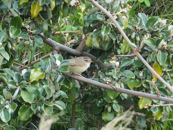 Radde's Warbler Tobishima Island Sat, 5/6/2017