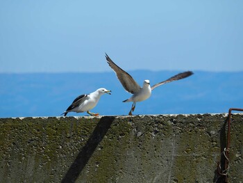 Black-tailed Gull Tobishima Island Sat, 5/6/2017