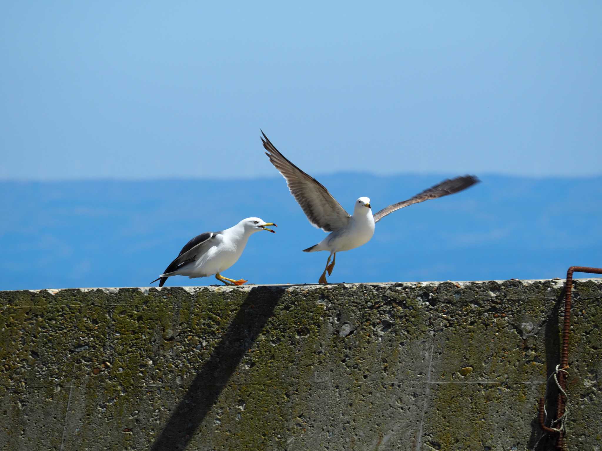 飛島 ウミネコの写真 by ハイウェーブ