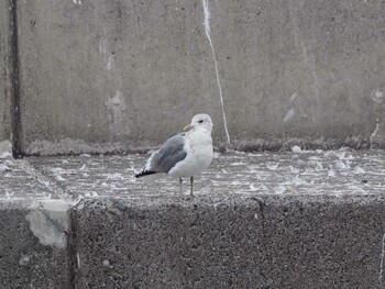 カモメ 銚子漁港 2020年2月15日(土)