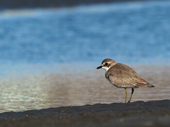 メダイチドリ ふなばし三番瀬海浜公園 2018年10月27日(土)