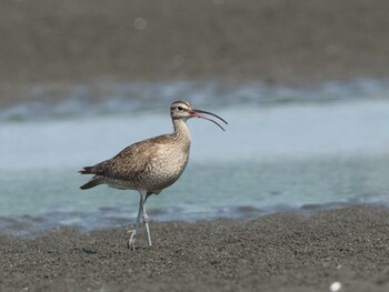 チュウシャクシギ ふなばし三番瀬海浜公園 2019年8月31日(土)