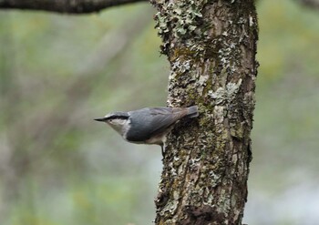 ゴジュウカラ 軽井沢野鳥の森 2019年5月28日(火)