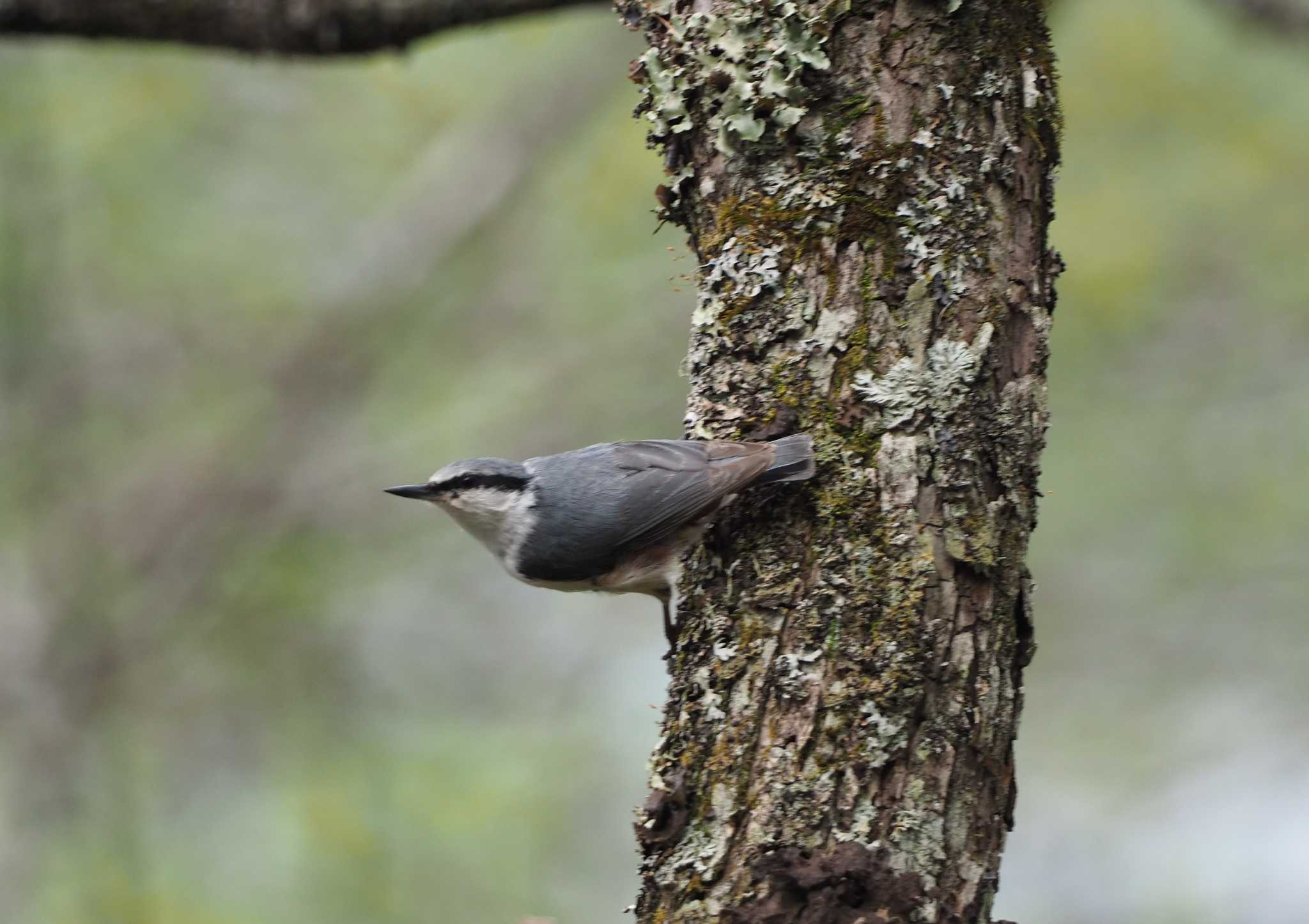 軽井沢野鳥の森 ゴジュウカラの写真 by ハイウェーブ