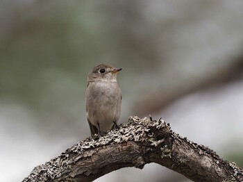 コサメビタキ 軽井沢野鳥の森 2019年5月28日(火)