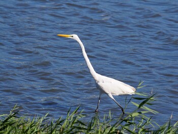 ダイサギ 東京港野鳥公園 2013年10月27日(日)