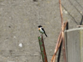 Amur Stonechat Tobishima Island Wed, 5/3/2017