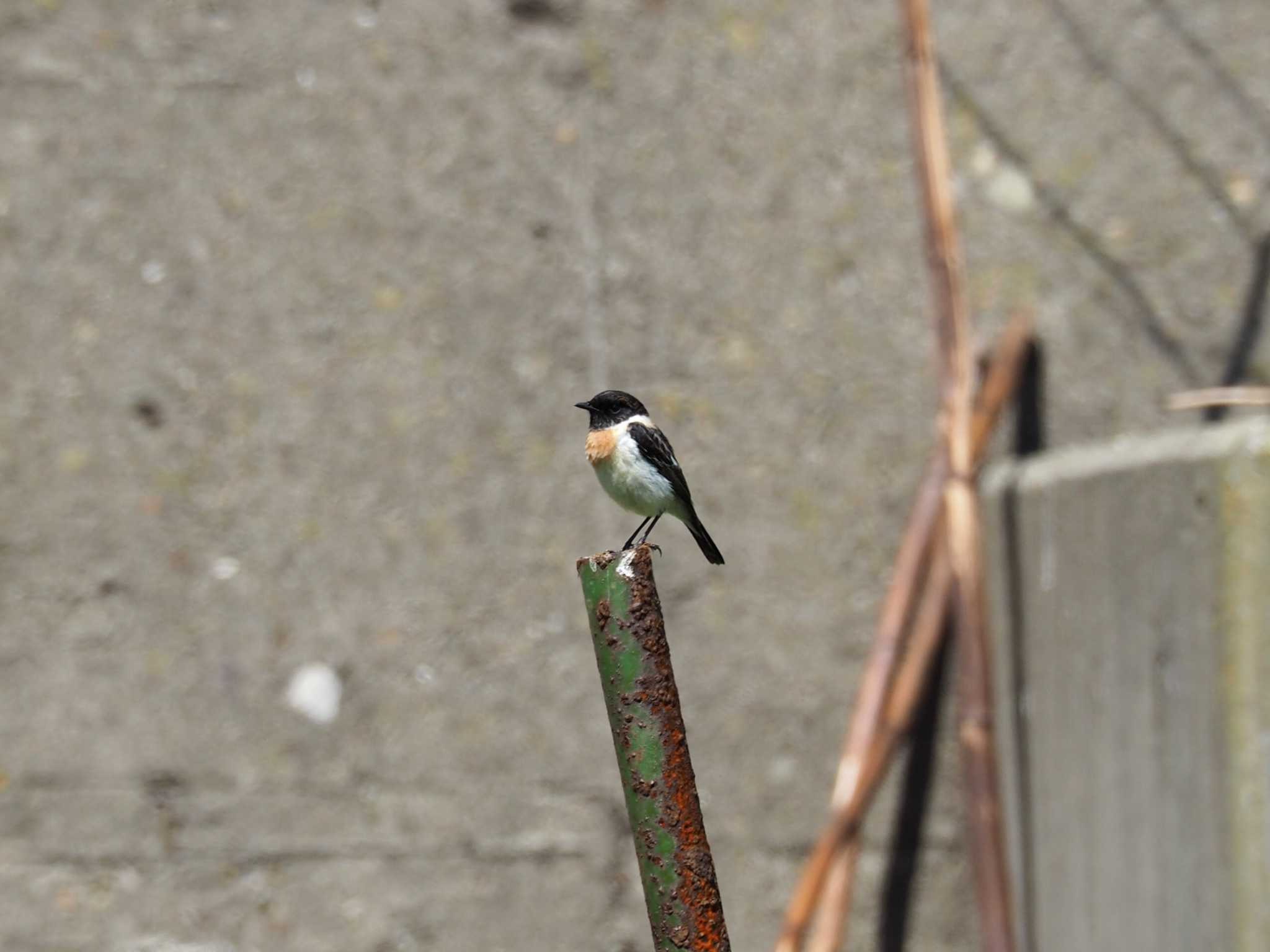 飛島 ノビタキの写真 by ハイウェーブ