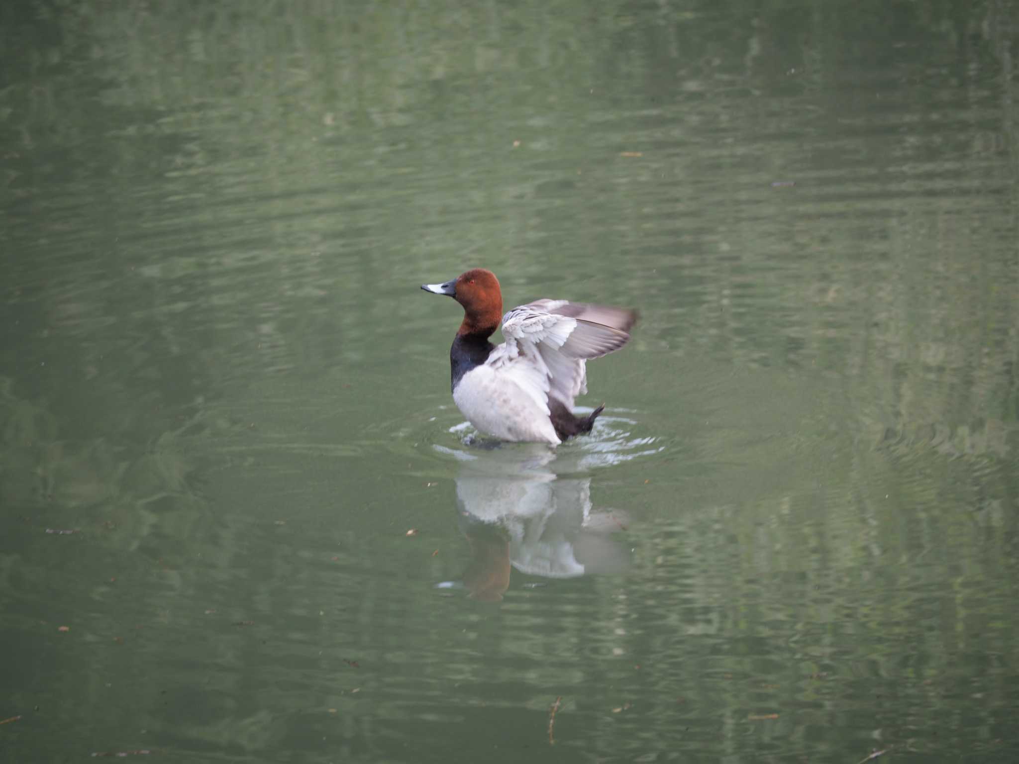 秋ヶ瀬公園 ホシハジロの写真 by ハイウェーブ