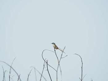 Sat, 4/15/2017 Birding report at 台北植物園